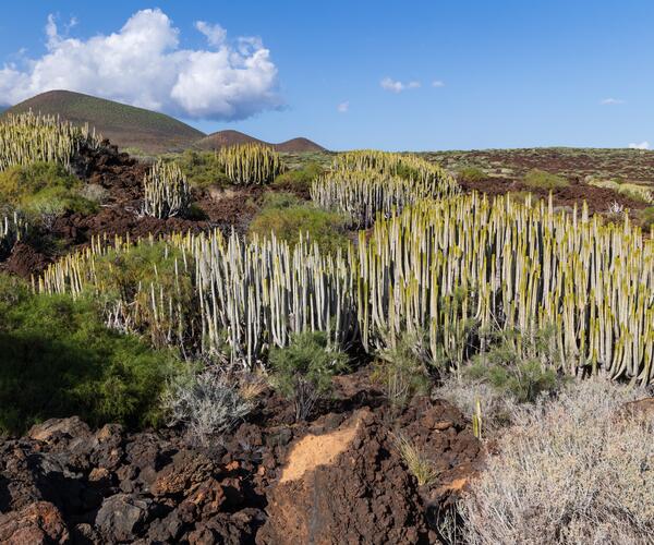 Espagne Canaries : Île de Tenerife