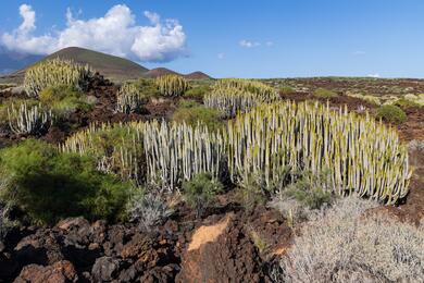 Espagne Canaries : Île de Tenerife