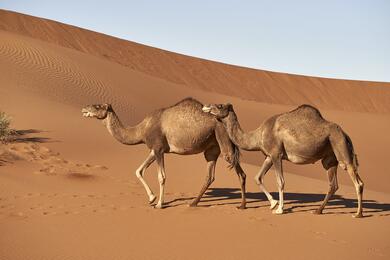 Maroc : La Caravane du désert